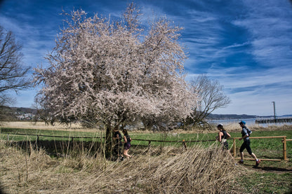 BODENSEE TRAILS inkl. Lauftechnik